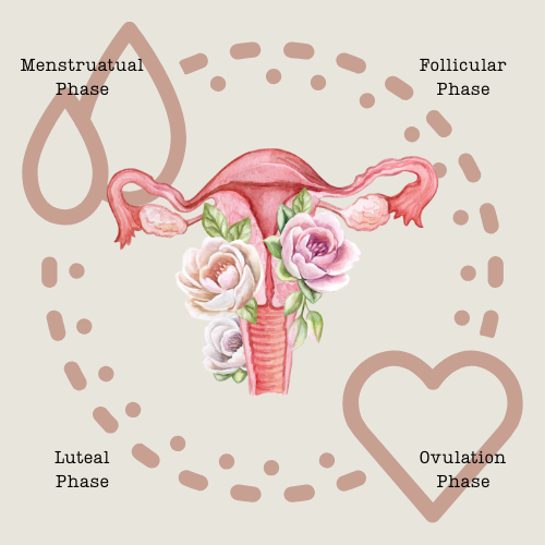 What is the menstrual cycle?